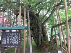 樹齢500年を超えると伝わる輪王寺の金剛桜。確かに桜でこれだけの樹齢を重ねているものは珍しいですよね。