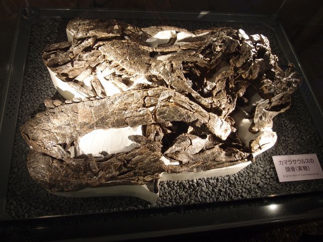 勝山にある恐竜博物館へ<br /><br />カマラサウルスの化石（本物）<br /><br />