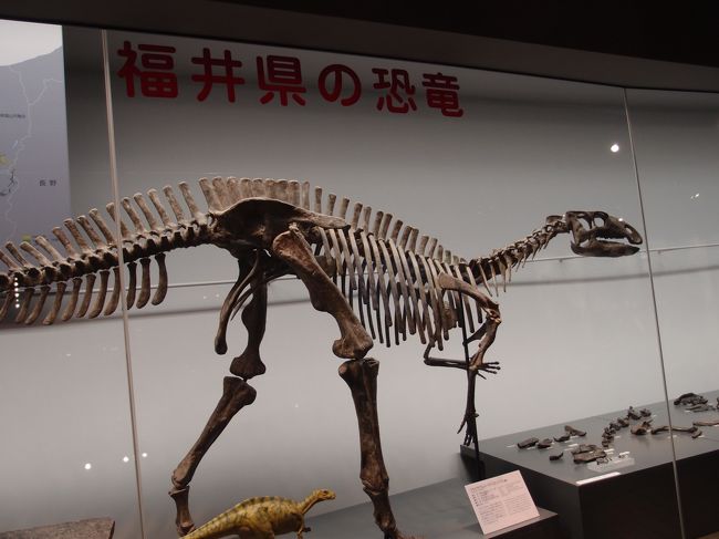 福井県ではたくさんの恐竜の化石が発見されています