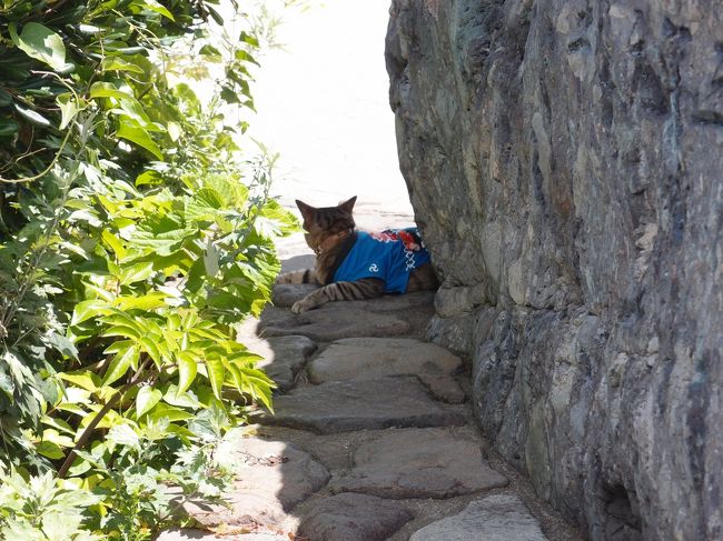 はっぴを着た猫ちゃん