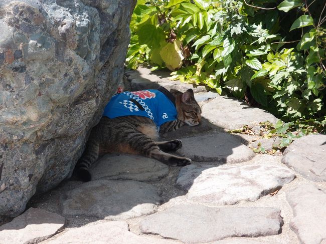 暑いので日陰で休憩中