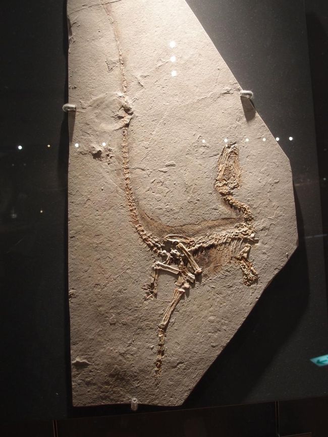 シノサウロプテリクスの化石（レプリカ）<br />