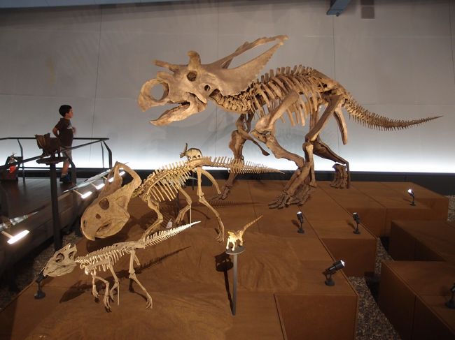 トリケラトプス