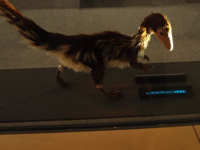 羽毛のある恐竜<br />シノサウロプテリクス