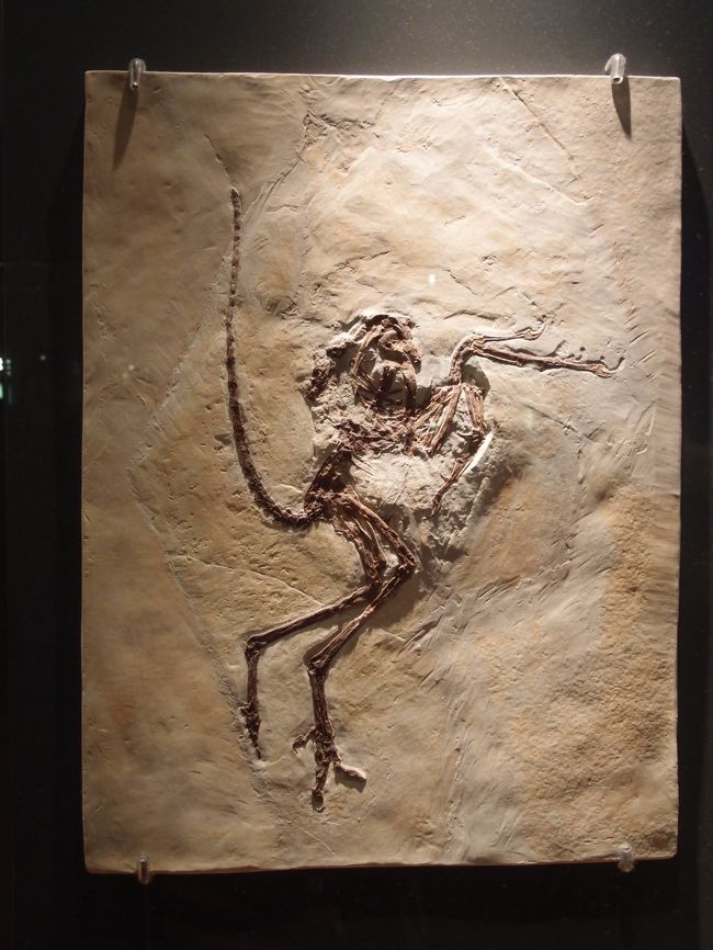 始祖鳥の化石（レプリカ）<br />ゾルンホーフェン標本