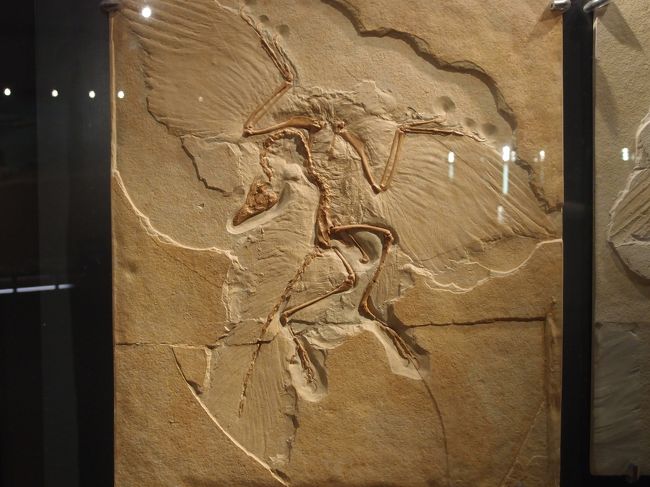 始祖鳥の化石（レプリカ）<br />ベルリン標本