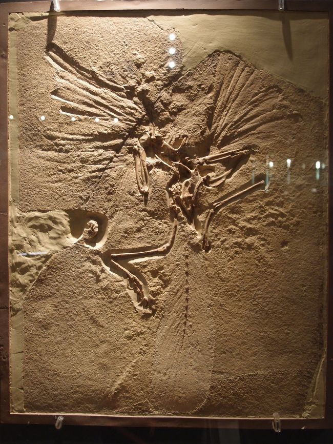 始祖鳥の化石（レプリカ）<br />ロンドン標本