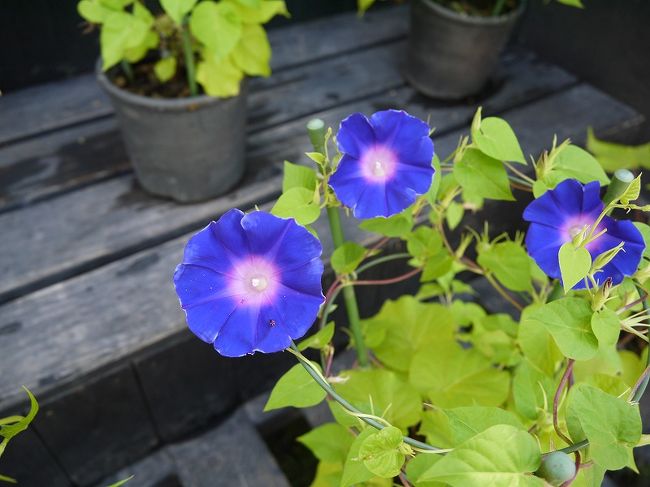 丁度朝顔の展示をやってました<br /><br />朝顔まじまじとみるの小学生の時以来だな