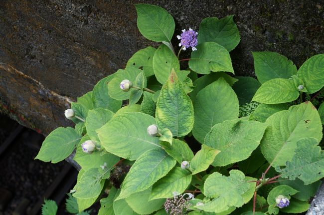 玉紫陽花、珍しいということで。やはり、秋の紅葉がいいようですがものすごく混むようです。