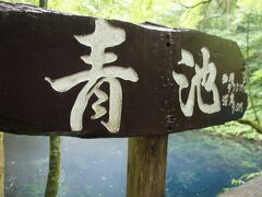 今日のお目当て、青池に。
キョロロで有料駐車場に車を停めて
しばしブナの林を歩くと