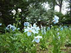 そもそもは、もう１０年近く前のことです。
うわさに聞いていたヒマラヤの青い芥子を、是非一度この目で見たいと思っていました。
所用があって千歳に滞在していた時のことです。
札幌の百合が原公園で青い芥子を見て来たと言う人の話が飛び込んで来ました。

それではとさっそく出掛けて行って初対面！！
ちょっと盛りは過ぎたものの、初めてその華麗な姿を見た時の感動は今でも忘れません。

まず驚いたのは草丈が１メートル以上もあることでした。
本で見た本場ヒマラヤの青い芥子は、岩場の影に咲く、とっても丈の低い花だったからです。

　　　　　　　　札幌／百合が原公園にて（２００５．６．２６）

