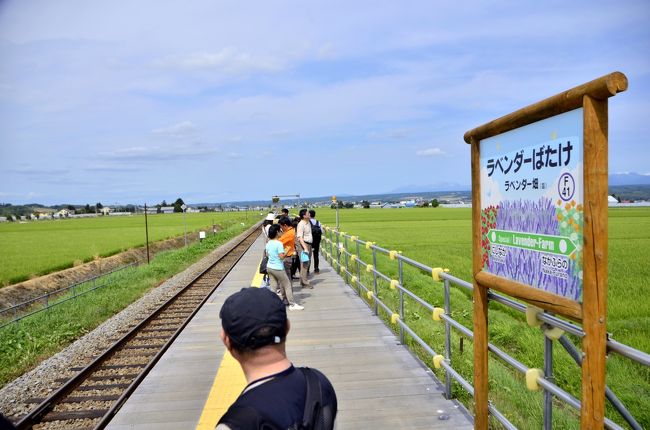 夏の北海道を巡る旅 ~夏の富良野・美瑛ノロッコ号に乗って 夏の北海道を巡る旅 ~夏の富良野・美瑛ノロッコ号に乗って