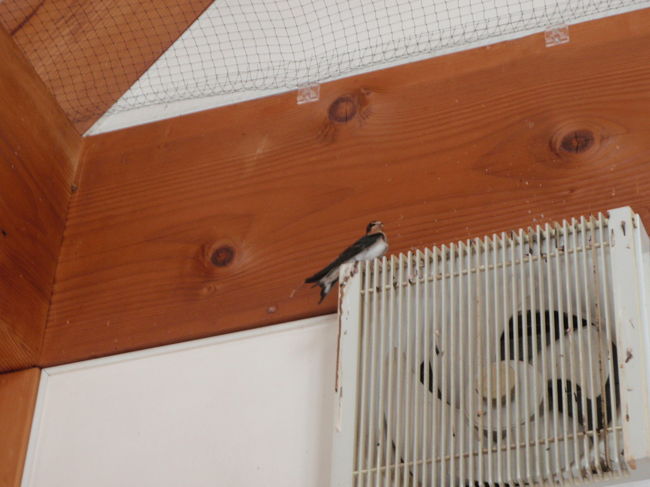 駅構内にはツバメが。<br />おばちゃんがツバメを追い出そうとホウキを持って追いかけていました。<br />鳥大好きな私としては・・・<br />こっそりツバメを応援していました（笑）