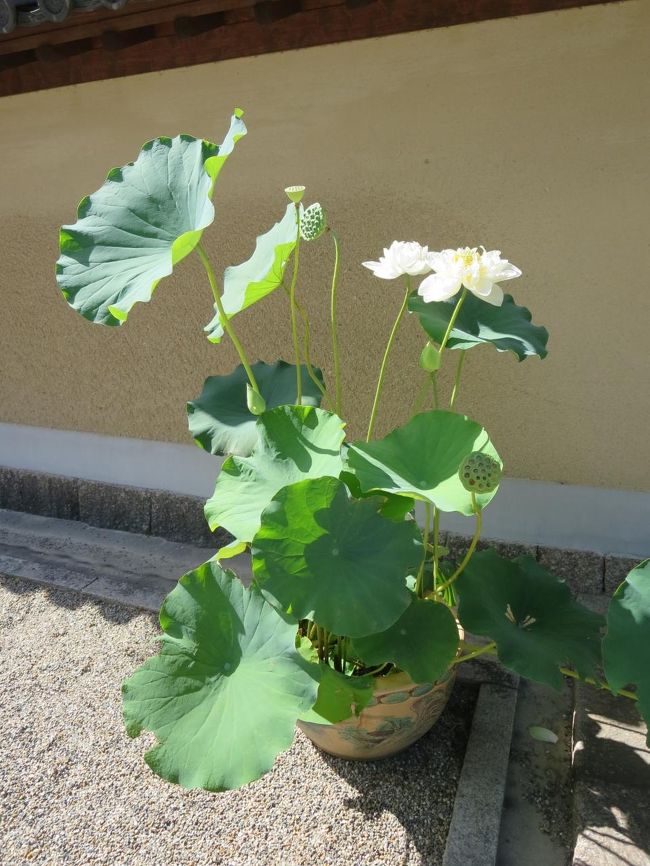 清淨院は拝観できませんが、その前に蓮のお花が咲いてました♪