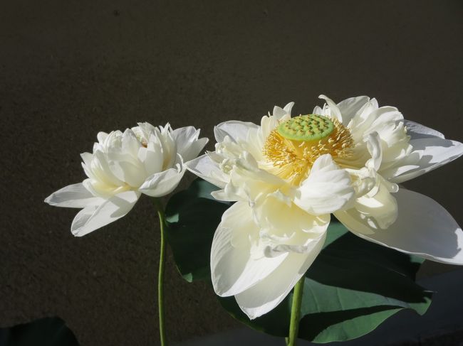 お寺には、蓮の花が本当に似合いますね！<br /><br />