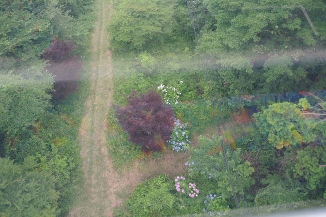 密かに紫陽花咲いてた