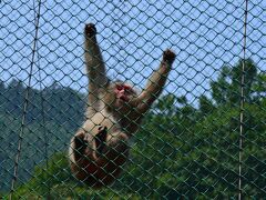 野猿公苑

世界最北の猿たちが保護されています。
いざこざがあったらしく、何匹かの猿たちが興奮してました。苦笑
