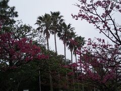 食後は寒緋桜を見に与儀公園へ