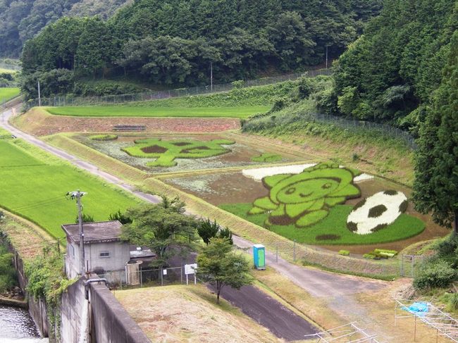 ありました！<br /><br /><br />右手に「Ｙ」「Ｇ」のマークとサッカー少女。<br /><br />この『田んぼアート』は、８月〜１０月頃（稲刈り前）までが見ごろだそうです。<br />