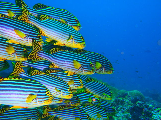 コショウダイの編隊