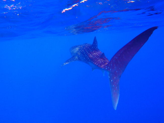 ジンベイザメの後ろ姿