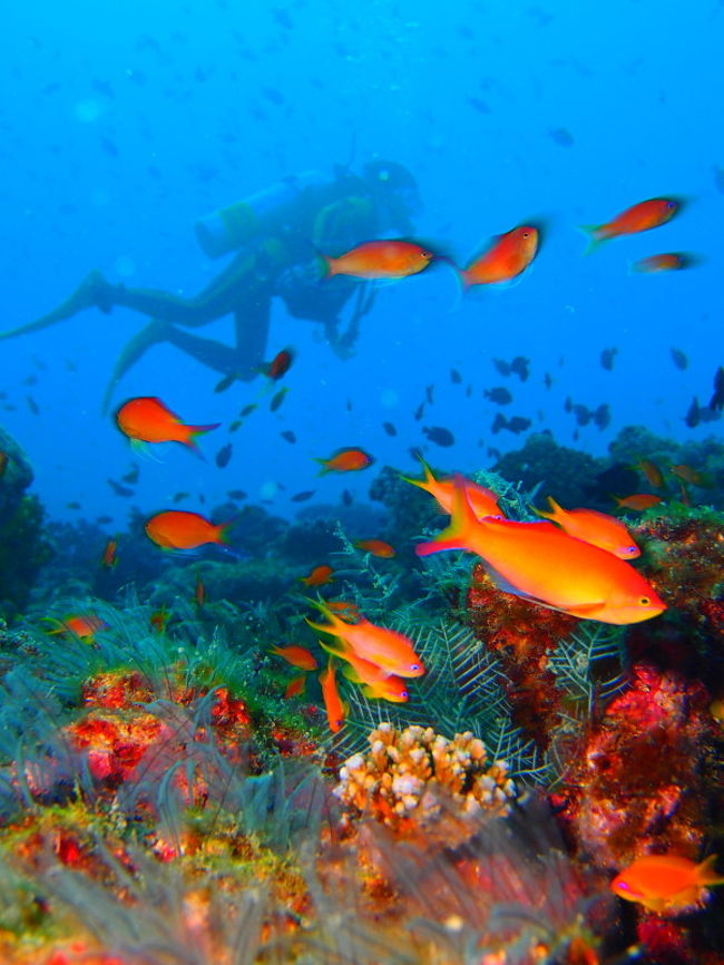 ハナダイとダイバー