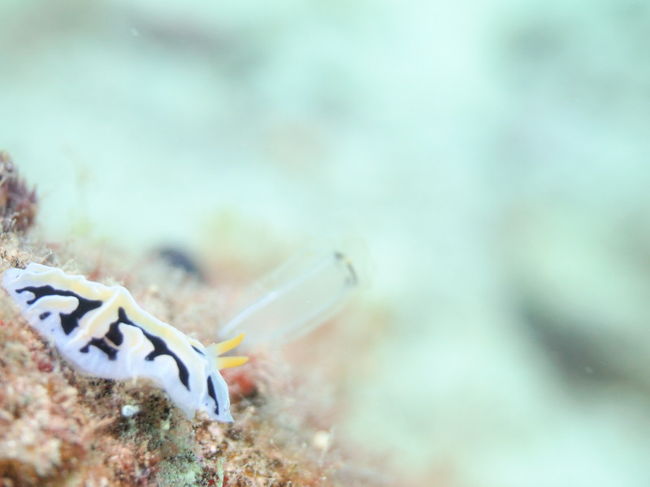 遠くに行ってみたいな・・・