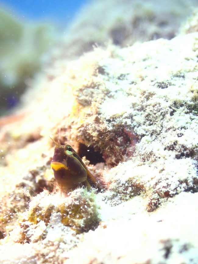 「泳ぐ」って楽しそうだな。