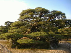 こちらは鶴亀松。
亀のように組まれた石の上で松の鶴が舞っているように見えるとか。
他にも高貴な方の御田植の松とか、盆栽が大きくなった松とかあり、松の美しい庭園として有名です。