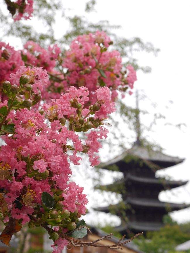 八坂の塔へ続く道で。サルスベリが綺麗です。
