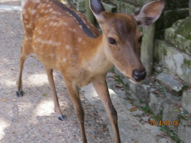 鹿ちゃんにはパンフレットは食べられ<br />後は付いて来るし