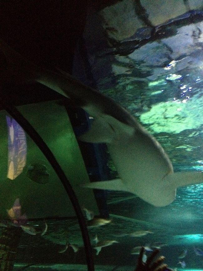 水中トンネルでテンション↑