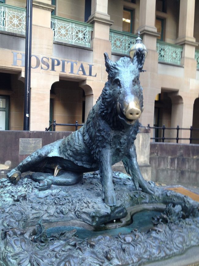 シドニー病院前のイノシシの銅像。<br />イノシシの鼻を撫でると良い事があるらしので、行ってみた 笑