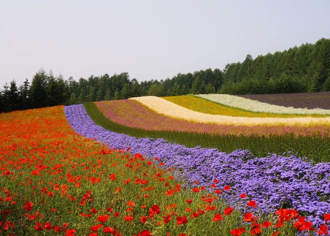 北海道旅 富良野 美瑛 お花畑に癒される 北海道の旅行記 ブログ By 夏ミカンさん フォートラベル 北海道旅 富良野 美瑛 お花畑に癒される 北海道の旅行記 ブログ By 夏ミカンさん フォートラベル