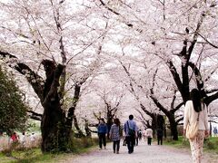 ４か所めは、北上景勝地の桜です。

満開を過ぎた感じですが、風に舞うサクラもキレイ。