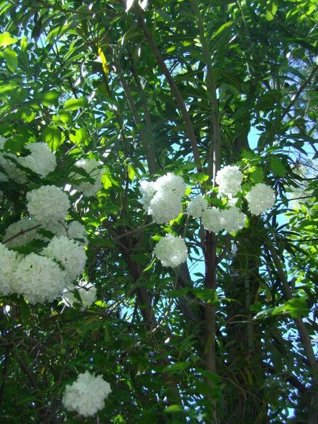 樹木がきれいです<br />花もきれいです