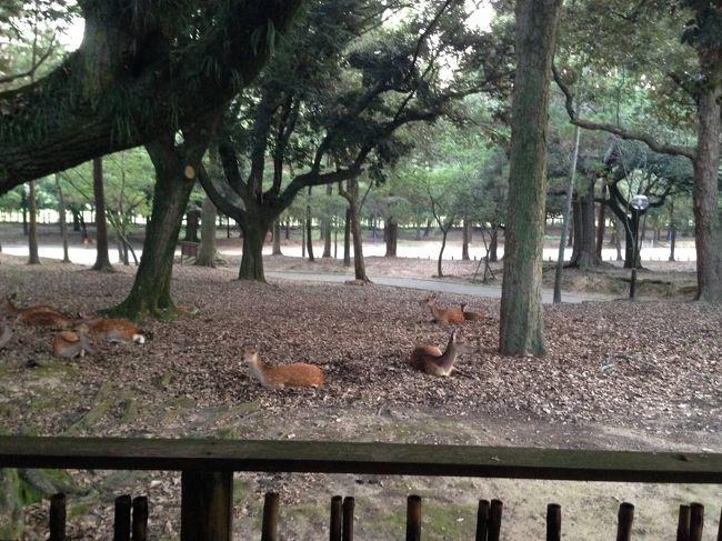 朝、目が覚め、雨戸を開けると、目の前で、鹿達が涼んでいます。<br />真夏とはいえ、気持ちのよい朝なので、ちょいと散歩に出掛けることにしました。