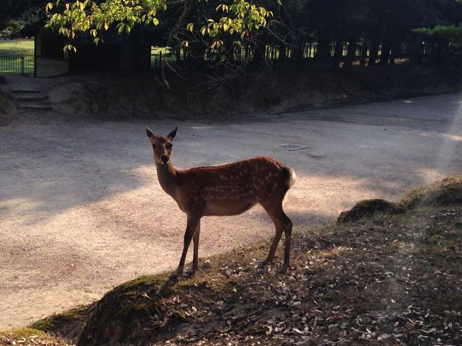 鹿は、あちこちに居ます。<br />ただ、暑い時期の為、日影でのんびりしていますね。