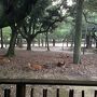朝の奈良公園散歩