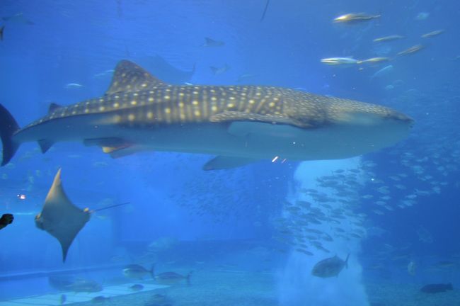 悠々泳ぎます。