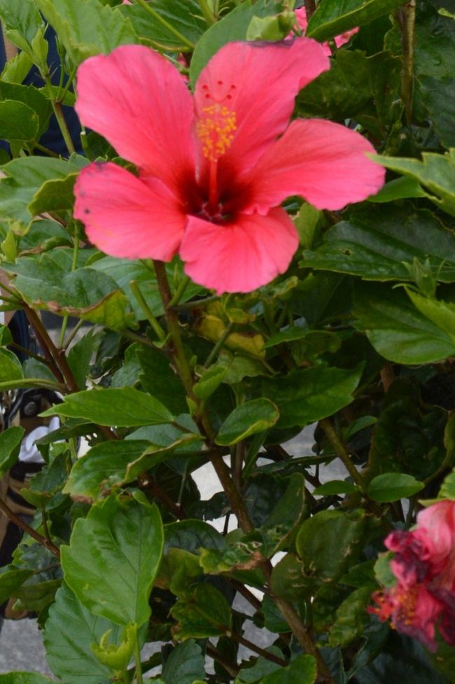 ハイビスカスも満開です。