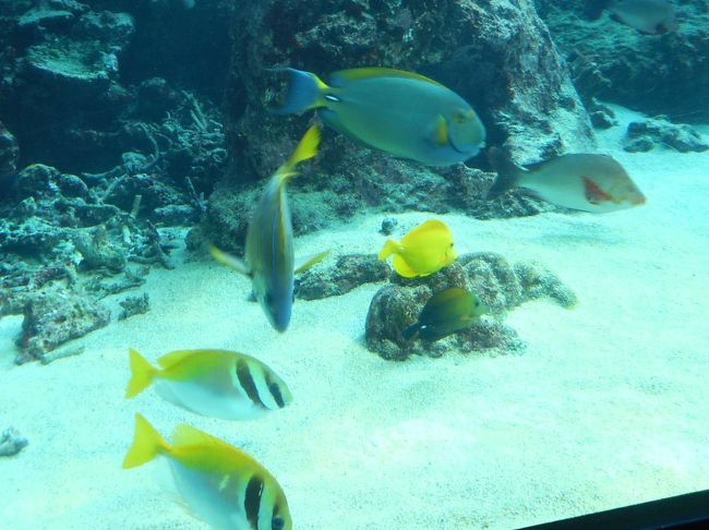 鮮やか色です。