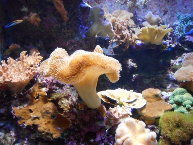 魚以外も鮮やかです。