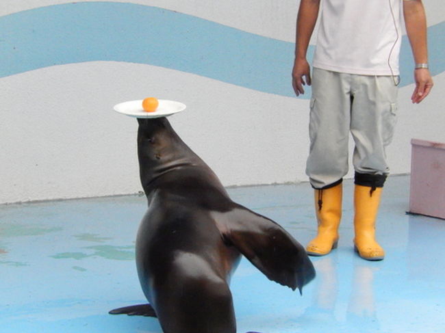 竹島水族館へ 韓国から帰国中の主人の従妹と子供達と 蒲郡 愛知県 の旅行記 ブログ By Arisuさん フォートラベル