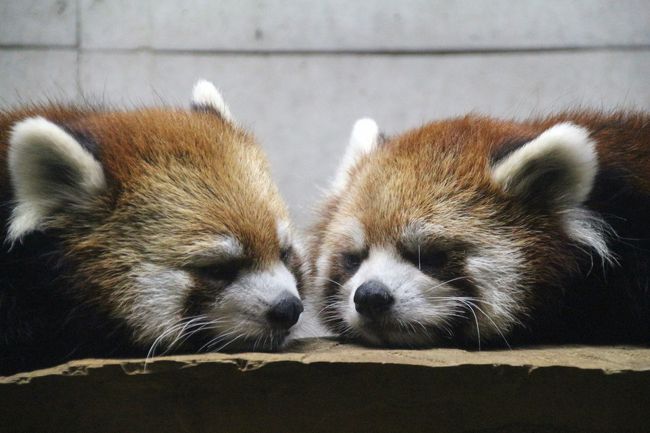 強行 ナイトズーの埼玉こども動物自然公園に新しい一眼レフをお供に 1 北園のかわい子ちゃんたち レッサーパンダの仲良しリリィとラテ マヌルネコの4つ子ちゃんたち他 東松山 埼玉県 の旅行記 ブログ By まみさん フォートラベル 強行 ナイトズーの埼玉こども動物自然公園に新しい一眼レフをお供に 1 北園のかわい子ちゃんたち レッサーパンダの仲良しリリィとラテ マヌルネコの4つ子ちゃんたち他 東松山 埼玉県 の旅行記 ブログ By まみさん フォートラベル