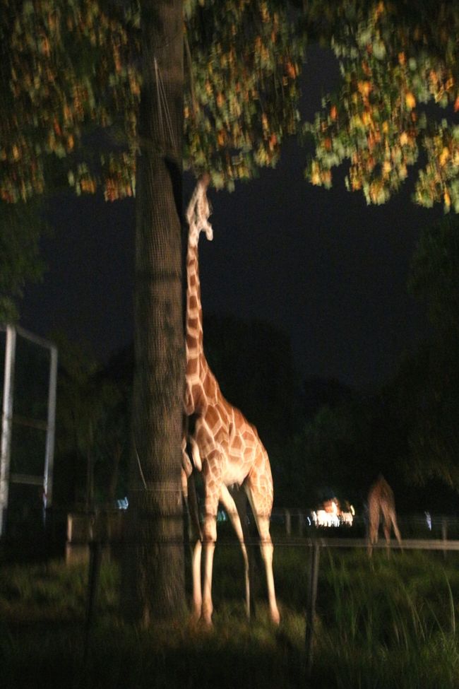 強行 ナイトズーの埼玉こども動物自然公園に新しい一眼レフをお供に ３ ペンギンヒルズ 花と鳥の丘 久しぶりの鳥たちの可愛らしさに 足が痛むこともしばし忘れて 東松山 埼玉県 の旅行記 ブログ By まみさん フォートラベル