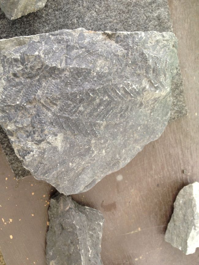 写真は発見されたはっきり見える化石です。