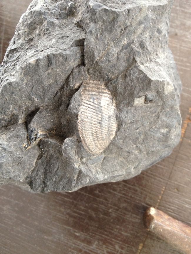 写真は発見されたはっきり見える化石です。