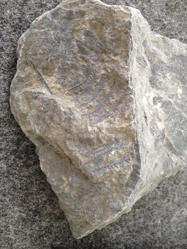 写真は発見されたはっきり見える化石です。