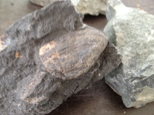 写真は発見されたはっきり見える化石です。